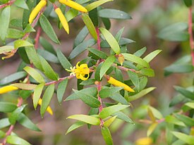 Цвеки и листья Persoonia acuminata