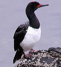 Cormoran de Magellan (Phalacrocorax magellanicus)