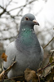 A picture of a pigeon.