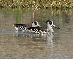 Pink eared duck.jpg