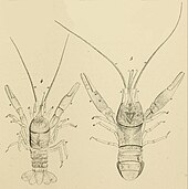 Two lobster-like animals seen from above