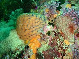 Invertebrate reef assemblage