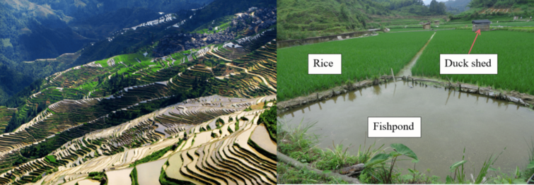 Rice-fish-duck system in China - Congjiang Dong rice terraces - rice paddy, fishpond, duck shed