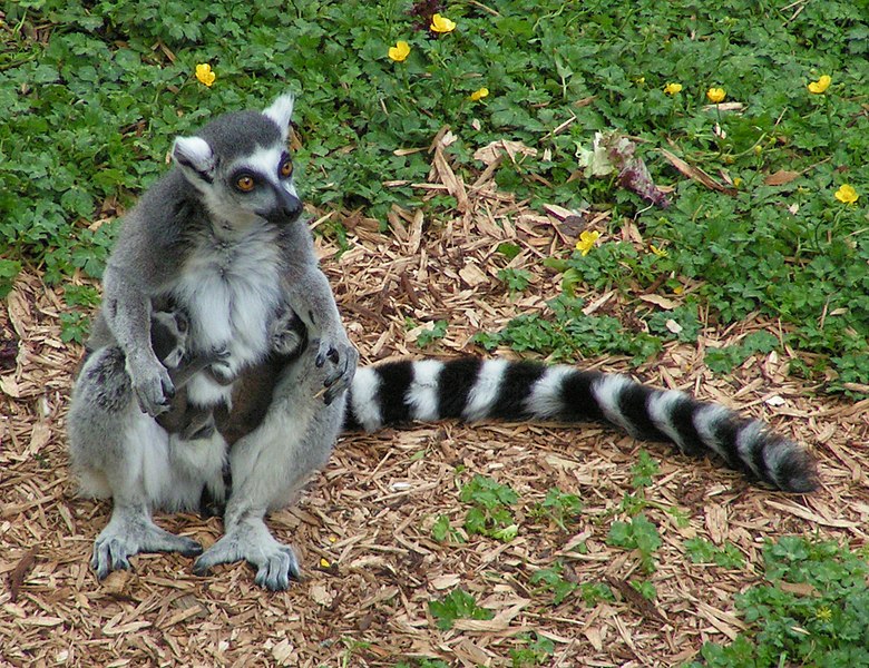 780px-Ring_tailed_lemur_and_twins.jpg