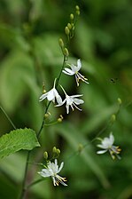 Anthericum ramosum