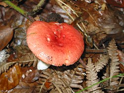 Russula lepida JPG1. jpg