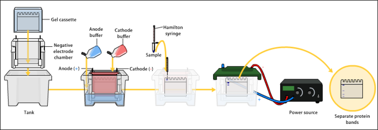 Schemat elektroforezy w żelu poliakrylamidowym w warunkach denaturujących