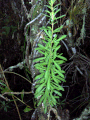 Baccharis angustifolia