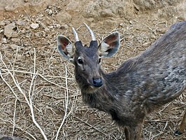 Sambar