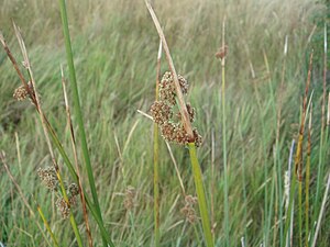 Scirpus holoschoenus 1.JPG