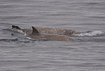 Two southern bottlenose whales surfacing