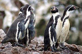 Humboldt penguin