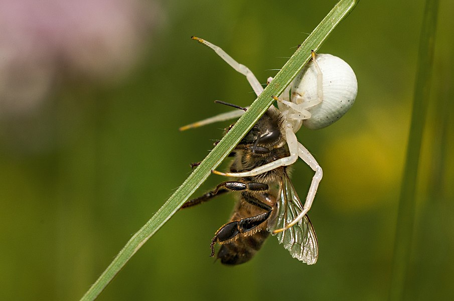 4. Павук (Misumena vatia) убив бджолу. Світлина зроблена у заповіднику Братерналь біля Ґеттінґена, Нижня Саксонія, Німеччина. Автор фото — Suhaknoke [вільна ліцензія CC BY-SA 3.0]