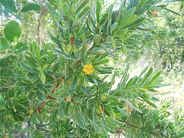 Suriana maritima dans les dunes d'une caye à Cuba