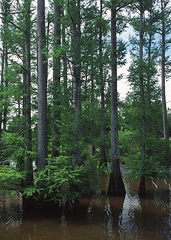 Floresta de cipreste-calvo num lago do Mississippi.