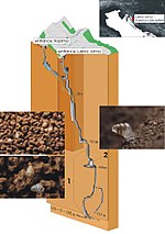 Miniatura para Bioespeleología