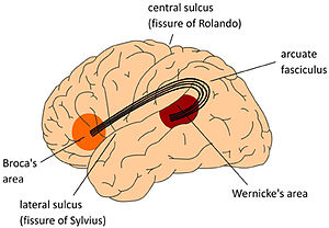 Классическая модель нейробиологии языка Вернике-Лихтхайма-Гешвинда fpsyg-04-00416-g001.jpg
