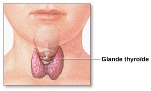 Scheme of the thyroid gland.