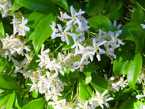 Trachelospermum jasminoides ParquePoblado 2014-05-16 Puertollano