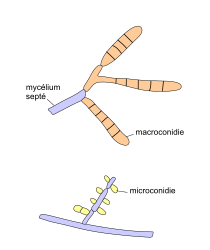 Micro- en macroconidién
