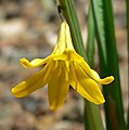 Triteleia crocea var. crocea