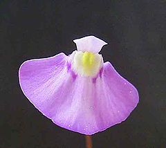 Utriculariauniflora1web.jpg