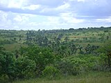 Cerrado brasiliano nel Minas Gerais