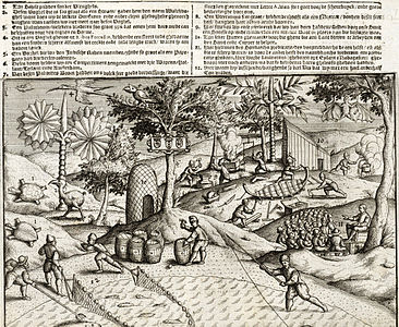 Gravat de 1601 que mostra activitats neerlandeses a la costa de Maurici i la primera representació publicada d'un dodo a l'esquerra (2, anomenat Walchvoghel)