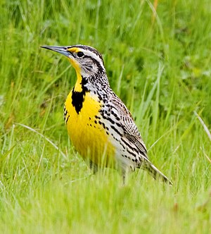 Western Meadowlark (Sturnella_neglecta). Taken...