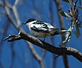 White-winged triller