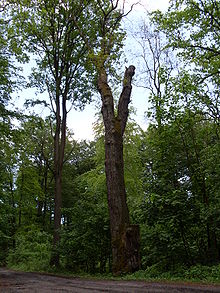 Boguslaw Oak, a natural monument in Ueckermunde Heath, located near Lesno Gorne, Poland. Wik Dab Boguslawa, Puszcza Wkrzanska SDC17003.JPG