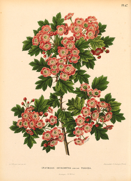 Pl. 47: CRATAEGUS OXYACANTHA Linn. var PUN1CEA.