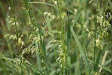 Zizania texana (Texas wild rice) FWS 20534.jpg