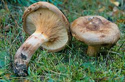 Ģints tipiskās sugas — kailās mietenes (Paxillus involutus) jauni augļķermeņi.