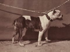 Фото старого английского бульдога 1863 года