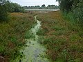 Blick auf das Welsche Loch im NSG (2011)