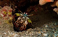 30-EastTimor-Dive2 Maubara 35 (Mantis Shrimp)-APiazza.JPG