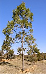 Miniatura para Acacia implexa