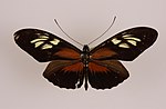 Miniatuur voor Heliconius egeria