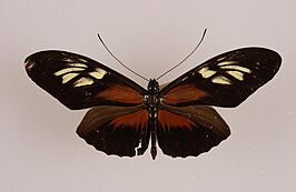 Heliconius egeria