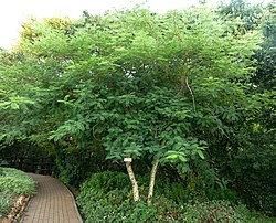 Acacia polyacantha, habitus, Walter Sisulu NBT.jpg