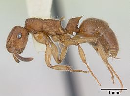 Acanthoponera minor