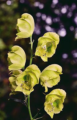 Aconitum koreanum.jpg