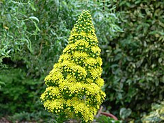 Inflorescence