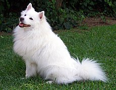 American Eskimo Dog - FP, delisted August 2, 2005