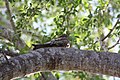 File:Antillean Nighthawk (Chordeiles gundlachii); napping in tree in Cabo Rojo National Wildlife Refuge, Puerto Rico.JPG