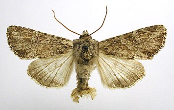 Sandängsfly, Apamea anceps