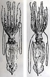 #107 (14/1/1933) Ventral (left) and dorsal views of the specimen after it had been transferred to the Natural History Museum in London, from the type description of Robson (1933). Robson wrote that "the exaggerated narrowness of the head is due to the sagging of the sides of the mantle".[111]