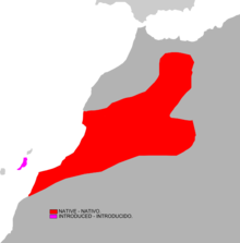 Atlantoxerus getulus range map.png