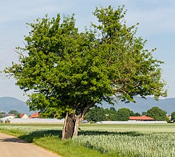 Naturdenkmal Speierling (Sorbus domestica)